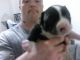 Staffordshire Bull Terrier Puppies for sale in Brighton, Boston, MA, USA. price: $750