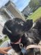 Staffordshire Bull Terrier Puppies for sale in Virginia Beach, VA, USA. price: $300