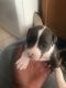 Staffordshire Bull Terrier Puppies for sale in Brooklyn, NY 11217, USA. price: NA