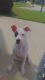 Staffordshire Bull Terrier Puppies for sale in Atlanta, GA, USA. price: $500