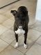 Staffordshire Bull Terrier Puppies for sale in 14247 N 92nd Ave, Peoria, AZ 85381, USA. price: NA