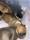 Staffordshire Bull Terrier Puppies for sale in Monroe, OH, USA. price: $400