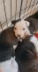Staffordshire Bull Terrier Puppies for sale in Dallas, TX, USA. price: $350