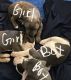 Staffordshire Bull Terrier Puppies for sale in Edinburg, TX, USA. price: NA