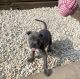Staffordshire Bull Terrier Puppies for sale in 350 Orange St, New Haven, CT 06511, USA. price: NA