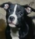 Staffordshire Bull Terrier Puppies for sale in Somerset County, PA, USA. price: $75