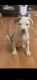 Staffordshire Bull Terrier Puppies for sale in Los Banos, CA, USA. price: NA