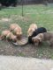 Staffordshire Bull Terrier Puppies for sale in Lawrenceville, GA, USA. price: $500