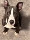 Staffordshire Bull Terrier Puppies for sale in Atlanta, GA, USA. price: $450