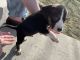 Staffordshire Bull Terrier Puppies for sale in 395 S Chrisman Dr, Salem, UT 84653, USA. price: NA