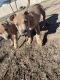 Staffordshire Bull Terrier Puppies for sale in Palm Springs, CA, USA. price: $550