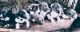 Staffordshire Bull Terrier Puppies for sale in Silver Springs, FL, USA. price: $150