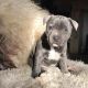 Staffordshire Bull Terrier Puppies for sale in California City, CA, USA. price: NA