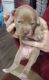 Staffordshire Bull Terrier Puppies for sale in McKees Rocks, PA 15136, USA. price: NA