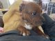 Staffordshire Bull Terrier Puppies for sale in Rupert, ID 83350, USA. price: NA