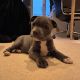 Staffordshire Bull Terrier Puppies for sale in 157 Waterloo Rd, London SE1, UK. price: 600 GBP
