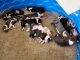 Staffordshire Bull Terrier Puppies for sale in Land O' Lakes, FL 34638, USA. price: NA