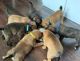 Staffordshire Bull Terrier Puppies for sale in Charlotte, NC 28277, USA. price: NA
