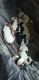 Staffordshire Bull Terrier Puppies for sale in 4926 Pullman Ave SE, Salem, OR 97302, USA. price: $100