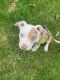 Staffordshire Bull Terrier Puppies for sale in Springfield, MA 01118, USA. price: NA