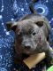 Staffordshire Bull Terrier Puppies for sale in Wayne, NJ 07470, USA. price: $900
