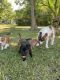 Staffordshire Bull Terrier Puppies for sale in Andrews, SC 29510, USA. price: $500