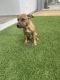 Staffordshire Bull Terrier Puppies for sale in 2801 Main St, Irvine, CA 92614, USA. price: NA