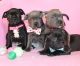Staffordshire Bull Terrier Puppies for sale in New York New York Casino, Las Vegas, NV 89109, USA. price: $500