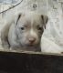 Staffordshire Bull Terrier Puppies for sale in 22915 Shady Forest Dr, Elmendorf, TX 78112, USA. price: $400