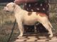 Staffordshire Bull Terrier Puppies for sale in Evans, CO 80634, USA. price: NA