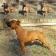 Staffordshire Bull Terrier Puppies for sale in West Chicago, IL, USA. price: $1,500