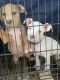 Staffordshire Bull Terrier Puppies for sale in Albany, GA, USA. price: NA