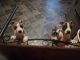 Staffordshire Bull Terrier Puppies for sale in Winston-Salem, NC, USA. price: NA