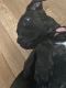 Staffordshire Bull Terrier Puppies for sale in Los Angeles, CA, USA. price: NA
