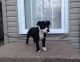 Staffordshire Bull Terrier Puppies for sale in Centereach, NY, USA. price: $600