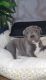 Staffordshire Bull Terrier Puppies for sale in Conroe, TX 77385, USA. price: NA