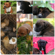 Staffordshire Bull Terrier Puppies for sale in Empangeni, South Africa. price: 3500 ZAR