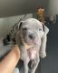Staffordshire Bull Terrier Puppies for sale in Chino, CA, USA. price: NA