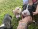 Staffordshire Bull Terrier Puppies for sale in Swainsboro, GA 30401, USA. price: $200