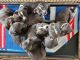 Staffordshire Bull Terrier Puppies for sale in Burdett, NY 14818, USA. price: NA