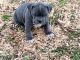Staffordshire Bull Terrier Puppies for sale in New Hope, AL 35760, USA. price: NA