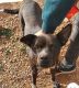 Staffordshire Bull Terrier Puppies for sale in Lubbock, TX, USA. price: $400