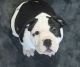 Staffordshire Bull Terrier Puppies for sale in Brockton, MA, USA. price: $1,000