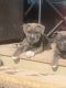 Staffordshire Bull Terrier Puppies for sale in St. George, UT, USA. price: NA