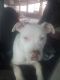 Staffordshire Bull Terrier Puppies for sale in Norman, OK, USA. price: $150