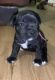 Staffordshire Bull Terrier Chiots