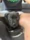 Staffordshire Bull Terrier Puppies for sale in Spring Hill, TN, USA. price: $450