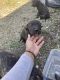 Staffordshire Bull Terrier Puppies for sale in Muskegon, MI, USA. price: $400