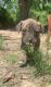 Staffordshire Bull Terrier Puppies for sale in Barnesville, GA 30204, USA. price: $150