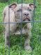 Staffordshire Bull Terrier Puppies for sale in Long Beach, CA, USA. price: $700